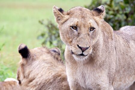 Lion couple in the bush. South Africa, Kruger National Park.の写真素材