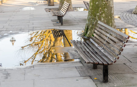 benches, sidewalk puddle and reflected in the mirror of water tree, sunny day in the city