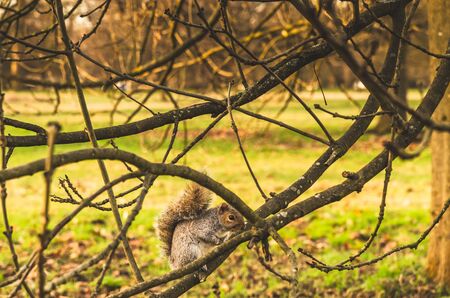 beautiful gray squirrel on a tree branch, urban park in the city centerの写真素材