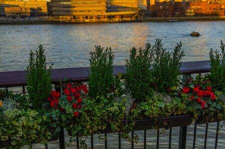 flowers in pots attached to a metal railing on the banks of the river, in the light of the setting sunの写真素材