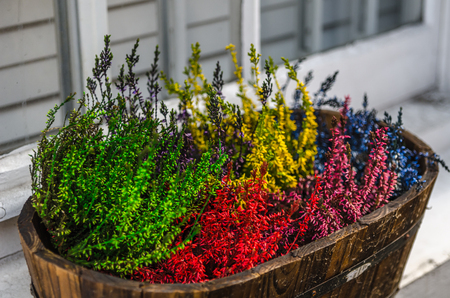 colored plants in wooden pot, green, red, yellow, purple and blue heathers plants in a pot on the windowsillの写真素材