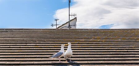 Two beautiful white birds, gulls on the roof of the seaside village, the blue skyの写真素材