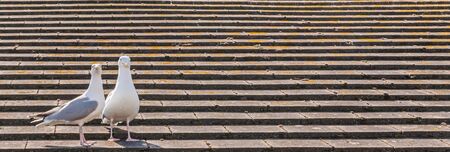 Two beautiful white birds, gulls on the roof of the seaside village, wild animalの写真素材