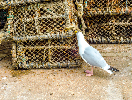 Seagull looking for food next to fishing lobster baskets and crabs layered on it, fishing industry, fishing lines, seaside townの写真素材