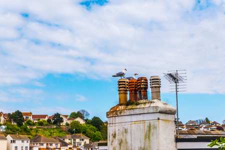 Birds on the chimney and roofs of buildings covered with green moss, seaside spot seen from the bird's eye view, beautiful typical English architectureのeditorial素材