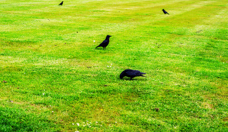 Close up view on black ravens, wild birds in urban garden, juicy green grass, uk parkの写真素材