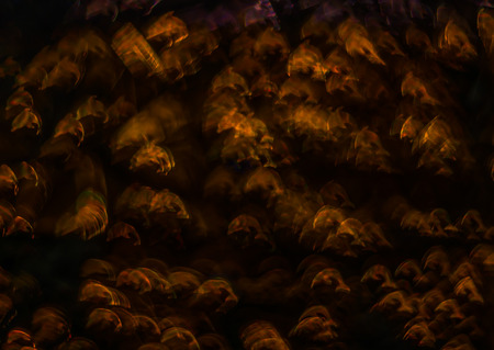 Beautiful background with different colored dolphin, abstract background, animal shapes on black backgroundの写真素材