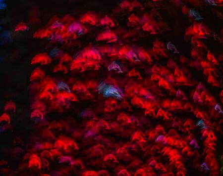 Beautiful background with different colored dolphin, abstract background, animal shapes on black backgroundの写真素材