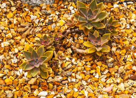 exotic plant on gravel, green leaves unusual, exotic urban greenery, flowerの写真素材