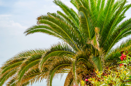 beautiful spreading palm tree on the beach, exotic plants symbol of holidays, hot day, big leaves, exotic treeの写真素材