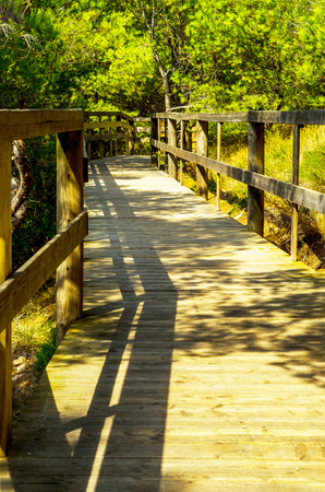 wooden boardwalk leading to the sandy beach, the path by the sea, green plantsの写真素材