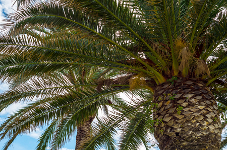 beautiful spreading palm tree on the beach, exotic plants symbol of holidays, hot day, big leaves, exotic treeの写真素材