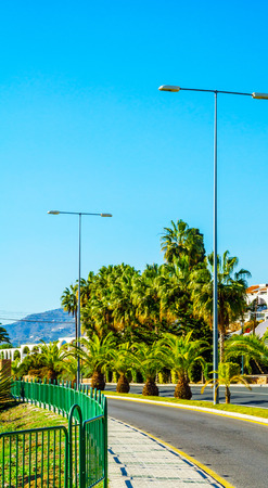 beautiful spreading palm tree on the beach, exotic plants symbol of holidays, hot day, big leaves, exotic treeの写真素材