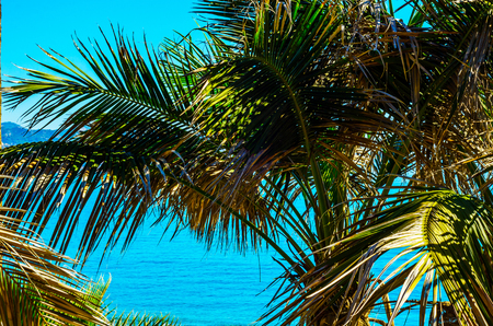 Beautiful spreading palm tree on the beach, exotic plants symbol of holidays, hot day, big leaves, exotic treeの写真素材