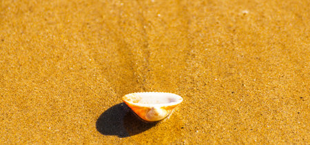 natural sea shell lying on the sandy beach, washed by water, sunny day, holiday