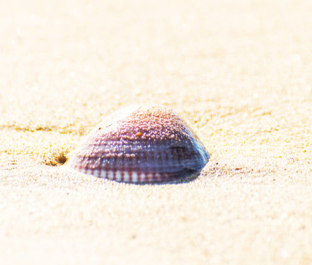 natural sea shell lying on the sandy beach, washed by water, sunny day, holiday