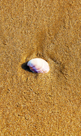 Natural sea shell lying on the sandy beach, washed by water, sunny day, holidayの写真素材