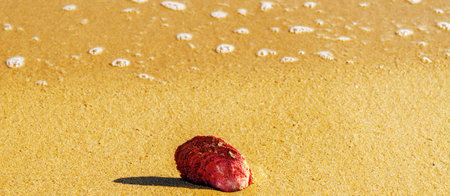 natural sea shell lying on the sandy beach, washed by water, sunny day, holiday