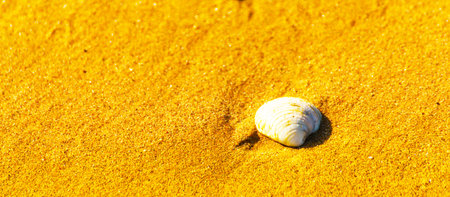 natural sea shell lying on the sandy beach, washed by water, sunny day, holiday