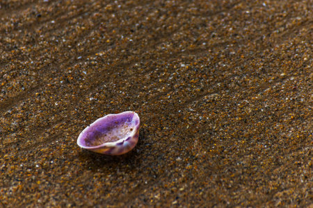 natural sea shell lying on the sandy beach, washed by water, sunny day, holiday