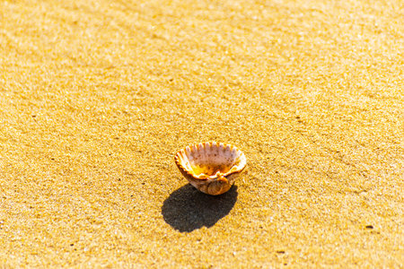 natural sea shell lying on the sandy beach, washed by water, sunny day, holiday