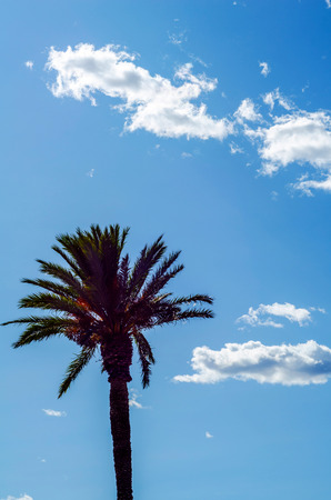 Beautiful spreading palm tree on the beach, exotic plants symbol of holidays, hot day, big leaves, exotic treeの写真素材