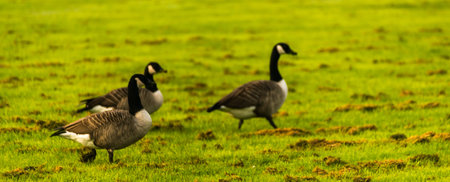Wild geese on the meadow nibbling the grass, green juicy grass, wild birdsの写真素材