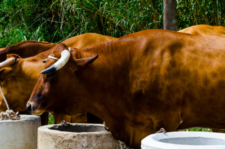 Closeup of a big oxen tied with a rope to a trough, farm animal, agricultureの写真素材