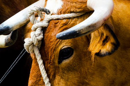 Closeup of a large head of an ox tied a rope to the trough, farm animal, agricultureの写真素材