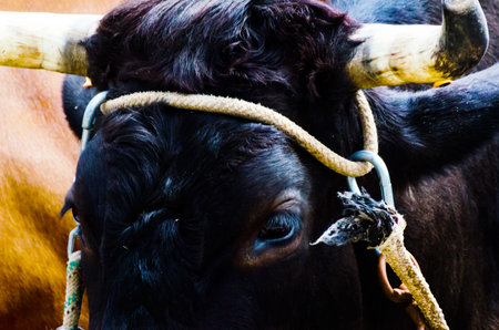 Closeup of a large head of an ox tied a rope to the trough, farm animal, agricultureの写真素材