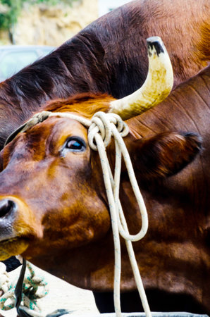 Closeup of a large head of an ox tied a rope to the trough, farm animal, agricultureの写真素材