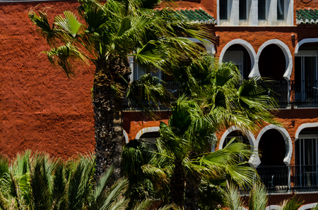 Beautiful spreading palm tree, exotic plants symbol of holidays, hot day, big leaves, exotic treeの写真素材