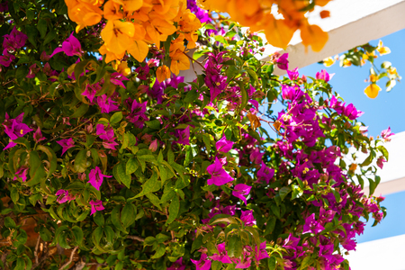 Closeup on a beautiful arbor covered with climbing plants with colorful flowers, relax place, architectureの写真素材