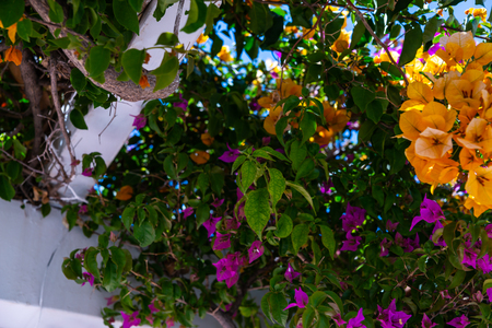 Closeup on a beautiful arbor covered with climbing plants with colorful flowers, relax place, architectureの写真素材