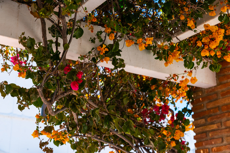 Closeup on a beautiful arbor covered with climbing plants with colorful flowers, relax place, architectureの写真素材