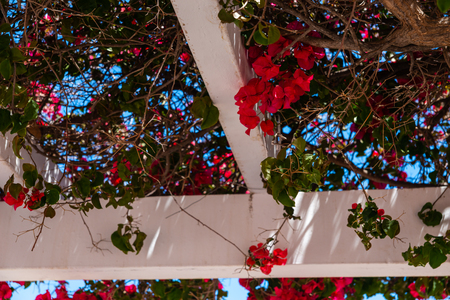 Closeup on a beautiful arbor covered with climbing plants with colorful flowers, relax place, architectureの写真素材
