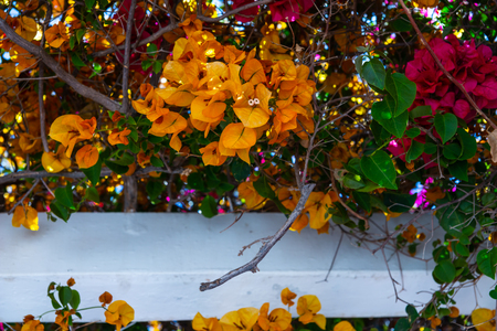 Closeup on a beautiful arbor covered with climbing plants with colorful flowers, relax place, architectureの写真素材