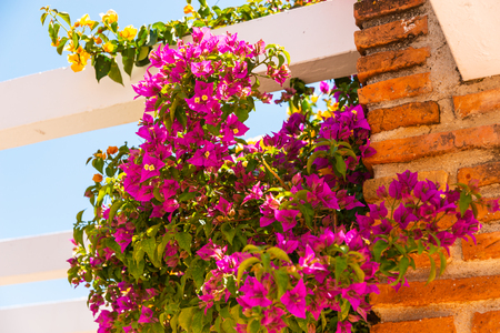 Closeup on a beautiful arbor covered with climbing plants with colorful flowers, relax place, architectureの写真素材