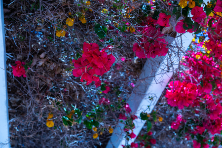Closeup on a beautiful arbor covered with climbing plants with colorful flowers, relax place, architectureの写真素材