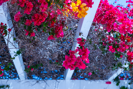 Closeup on a beautiful arbor covered with climbing plants with colorful flowers, relax place, architectureの写真素材