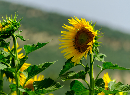 Closeup on the flowers of a sunflower on a field full of flowers, beautiful yellow plantsの写真素材