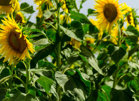 Closeup on the flowers of a sunflower on a field full of flowers, beautiful yellow plants