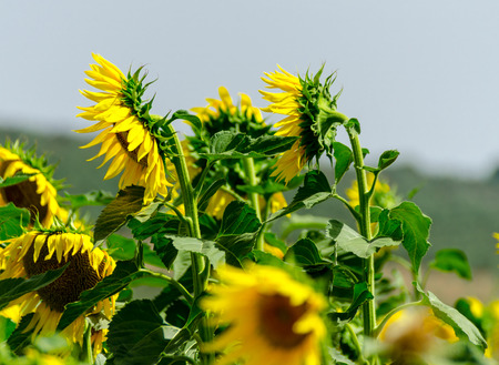 Closeup on the flowers of a sunflower on a field full of flowers, beautiful yellow plantsの写真素材