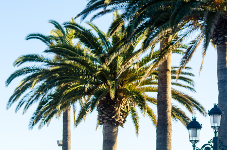 beautiful spreading palm tree, exotic plants symbol of holidays, hot day, big leaves, exotic treeの写真素材