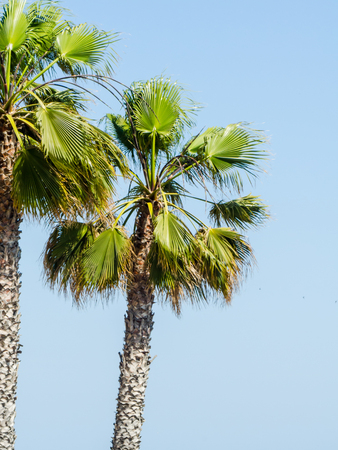Beautiful spreading palm tree, exotic plants symbol of holidays, hot day, big leaves, exotic treeの写真素材