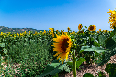 The flowers of a sunflower on a field full of flowers, beautiful yellow plants, natureの写真素材