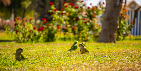 Green parrot on a juicy green grass, wild birds in a park in the city, fauna