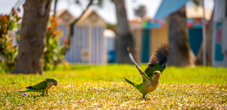 Green parrot on a juicy green grass, wild birds in a park in the city, faunaの写真素材