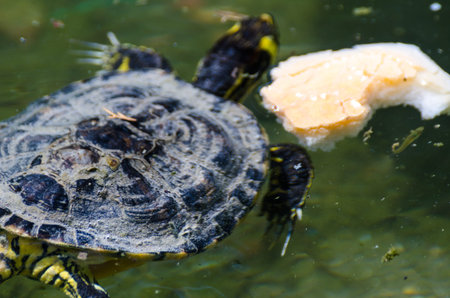 Water turtle in a dirty pond in a city park, wild animal living in an aquatic environment, natureの写真素材