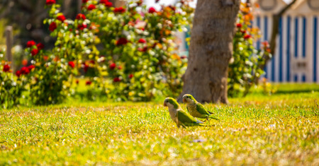 Green parrot on a juicy green grass, wild birds in a park in the city, faunaの写真素材